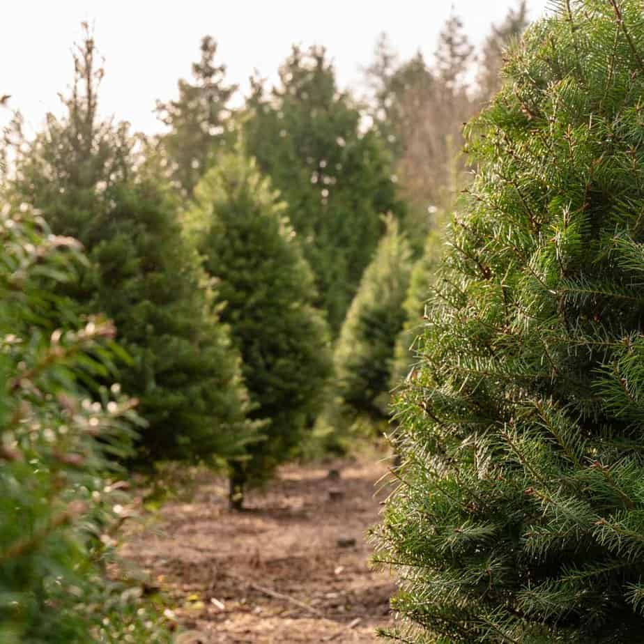 Christmas tree farm